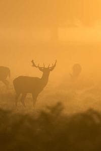 The most beautiful woman in the universe